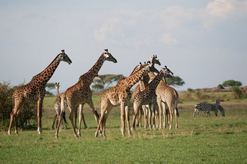 A group of giraffes in a grassy field with a zebra in the background. 5