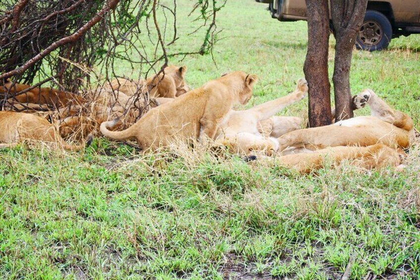 A group of lions resting under a tree in a grassy area. 4