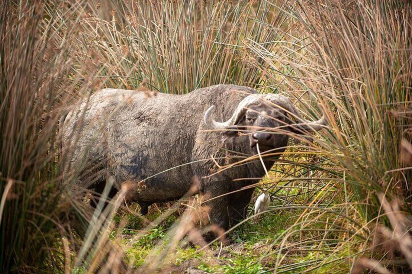 A buffalo in tall grass. 2