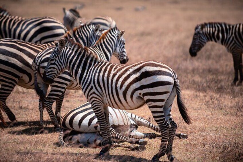Zebras in a dry grassland with one lying down. 3