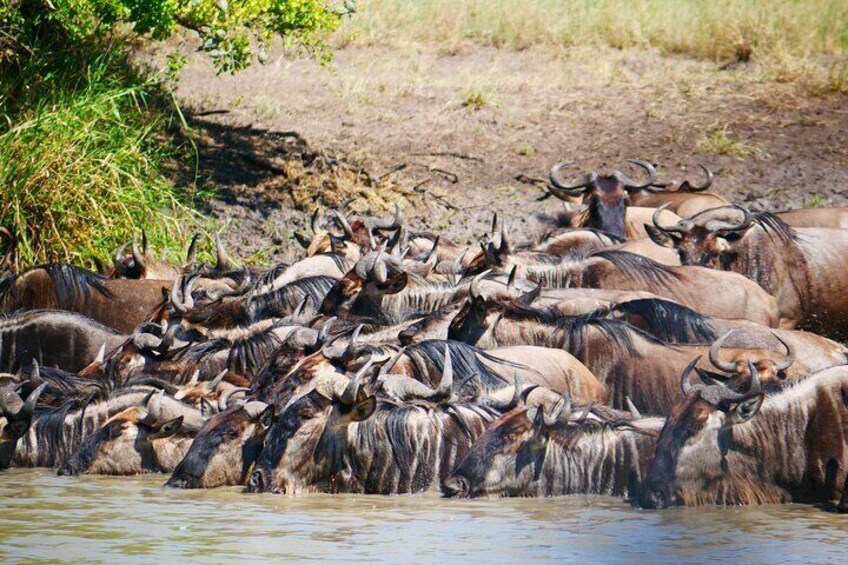 A herd of wildebeests drinking water at a riverbank. 1