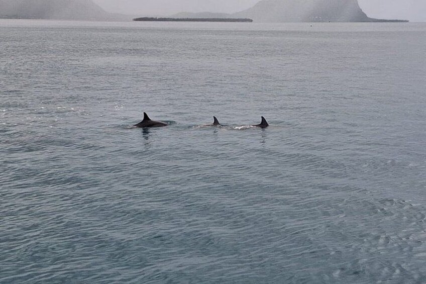 A calm sea with three dolphins swimming. 2