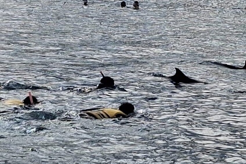 Un grupo de personas nadando en el océano con delfines. 4