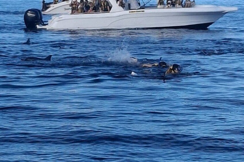 Un barco con gente a bordo, delfines nadando cerca y una persona en el agua. 2