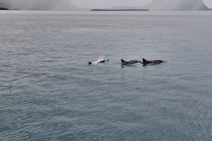 Delfines nadando en el océano. 3