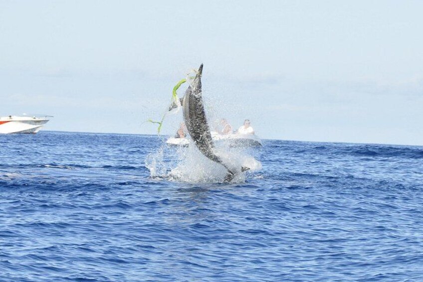 Una ballena rompe la superficie del océano con un barco al fondo. 1