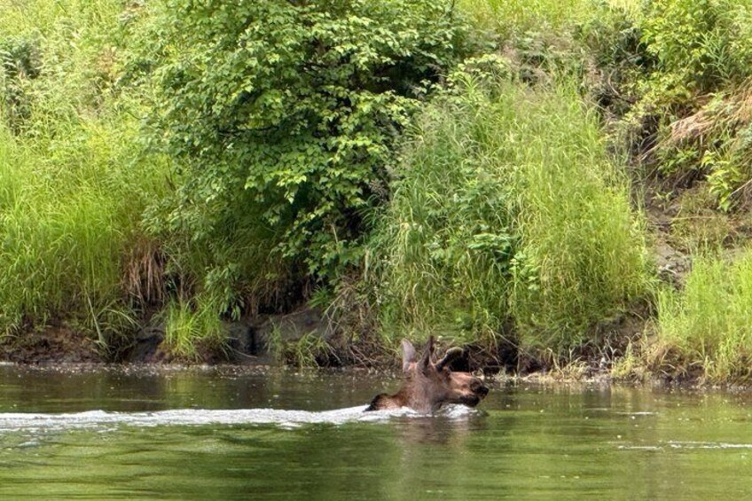 Guided Fishing Adventure On The Chena River By Boat 2
