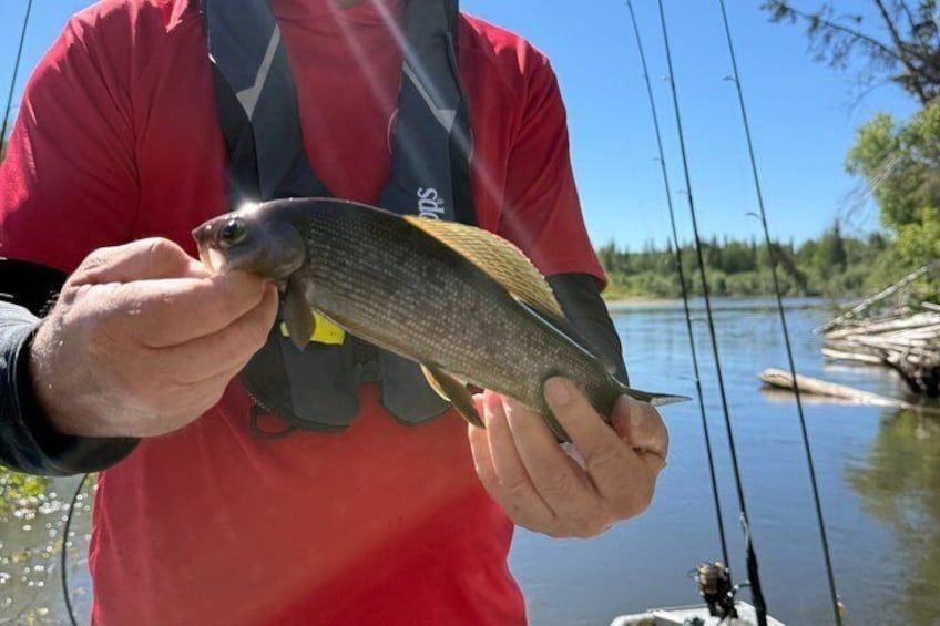 Une personne tenant un poisson près d’une rivière. 5