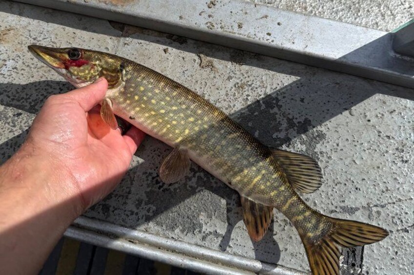 Guided Fishing Adventure On The Chena River By Boat 2