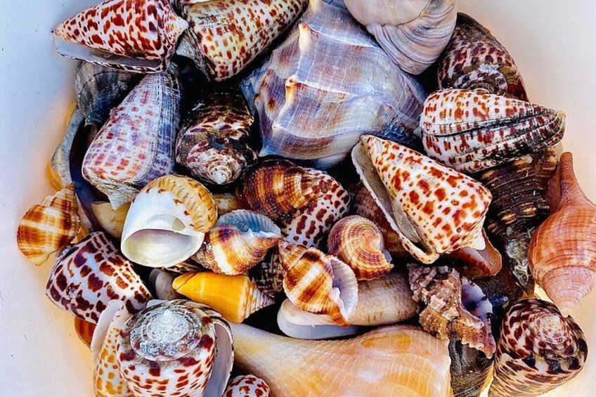 Private Luxury Keewaydin Island Beach & Dolphin Excursion 2