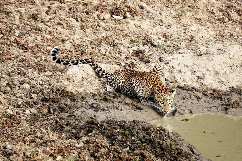 En leopard ligger på et klippefyldt terræn i nærheden af et vandløb. 5