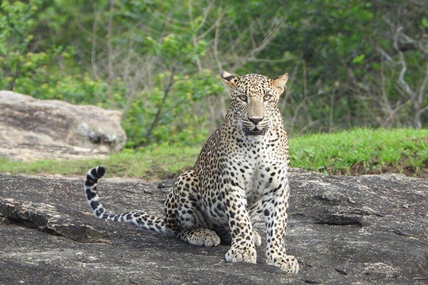 En leopard sidder på en klippe med skov i baggrunden. 1