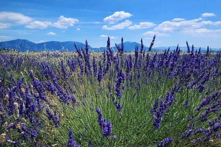 Wild lavender fields · Mountain backdrops · Seasonal highlights 2