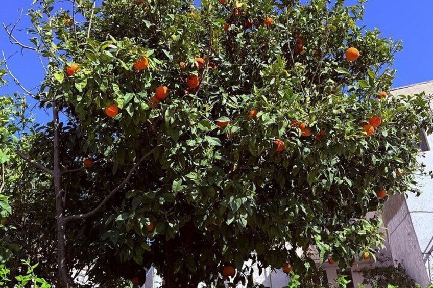 A tree with orange fruits, green leaves, and a clear blue sky. 2