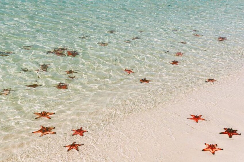 Una playa con agua clara y poco profunda y estrellas de mar en la arena. 2