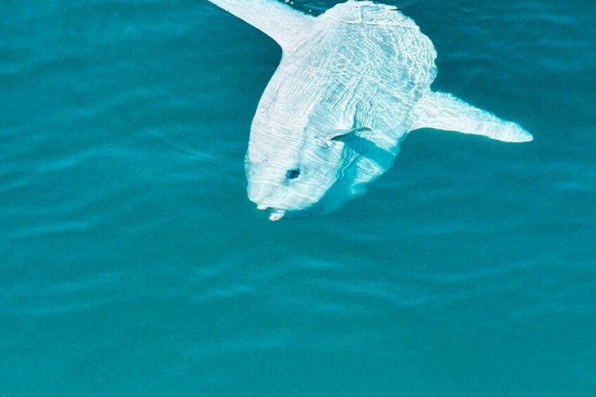 Benalmadena Catamaran : Dolphins, Tapas and Sea Baths 2hrs. 30min. 2