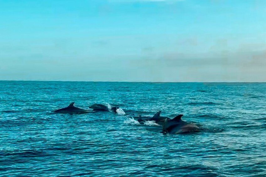 Benalmadena Catamaran : Dolphins, Tapas and Sea Baths 2hrs. 30min. 2