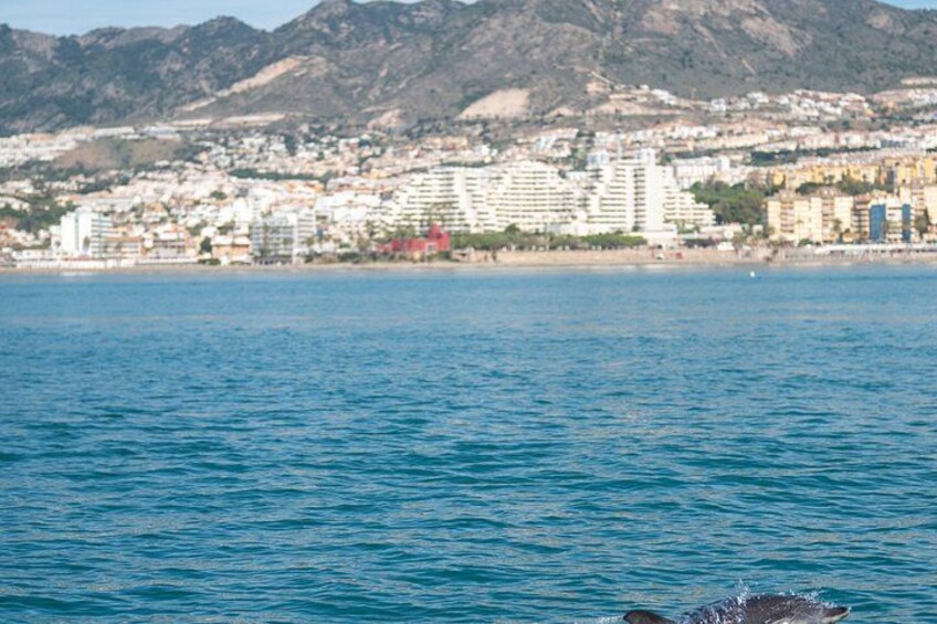 Benalmadena Catamaran : Dolphins, Tapas and Sea Baths 2hrs. 30min. 5