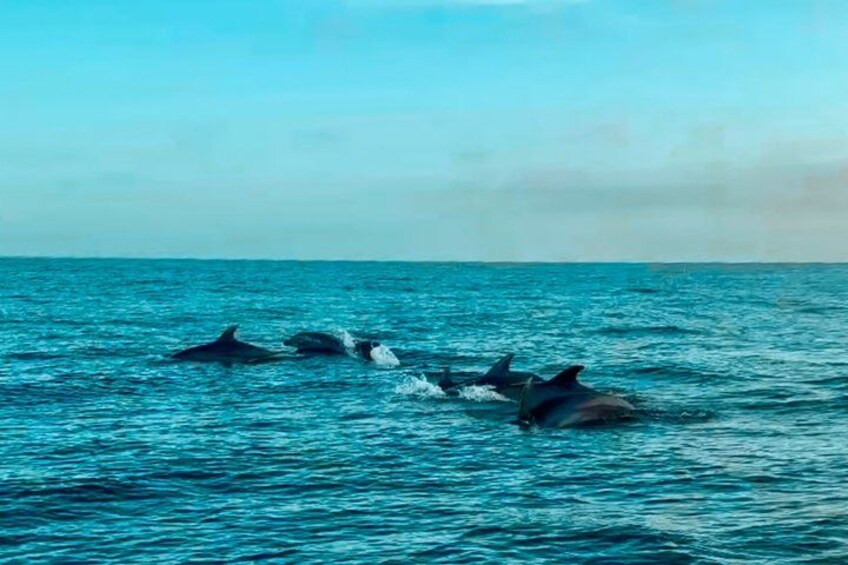 Benalmadena Catamaran : Dolphins, Tapas and Sea Baths 2hrs. 30min. 3