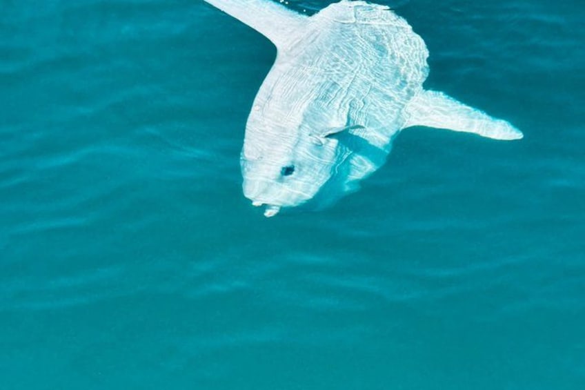 Benalmadena Catamaran : Dolphins, Tapas and Sea Baths 2hrs. 30min. 2