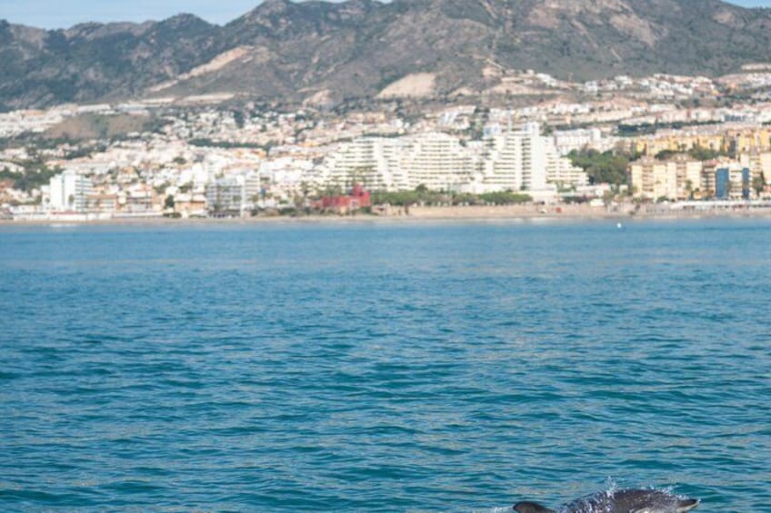 Benalmadena Catamaran : Dolphins, Tapas and Sea Baths 2hrs. 30min. 5