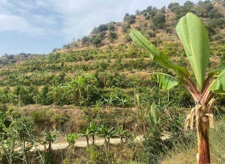 A banana plantation with a dirt road in the foreground and a hilly landscape in the background. 5