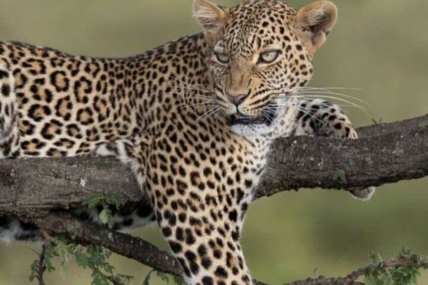 En leopard som vilar på en trädgren. 5
