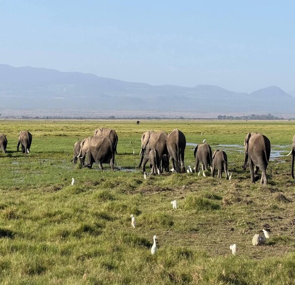 Picture 38 for Activity Mombasa/Diani: Tsavo West & Amboseli 3-Day Wildlife Safari 3