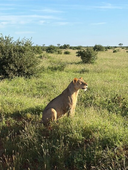 Picture 35 for Activity Mombasa/Diani: Tsavo West & Amboseli 3-Day Wildlife Safari 2