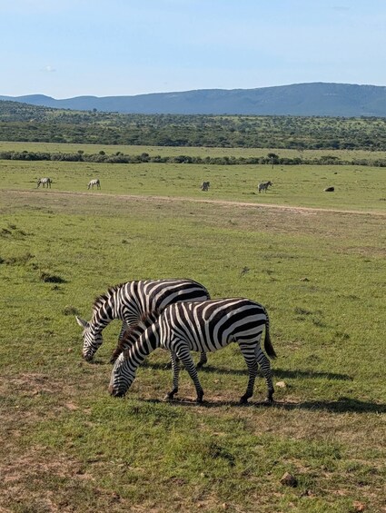 Picture 36 for Activity Mombasa/Diani: Tsavo West & Amboseli 3-Day Wildlife Safari 5