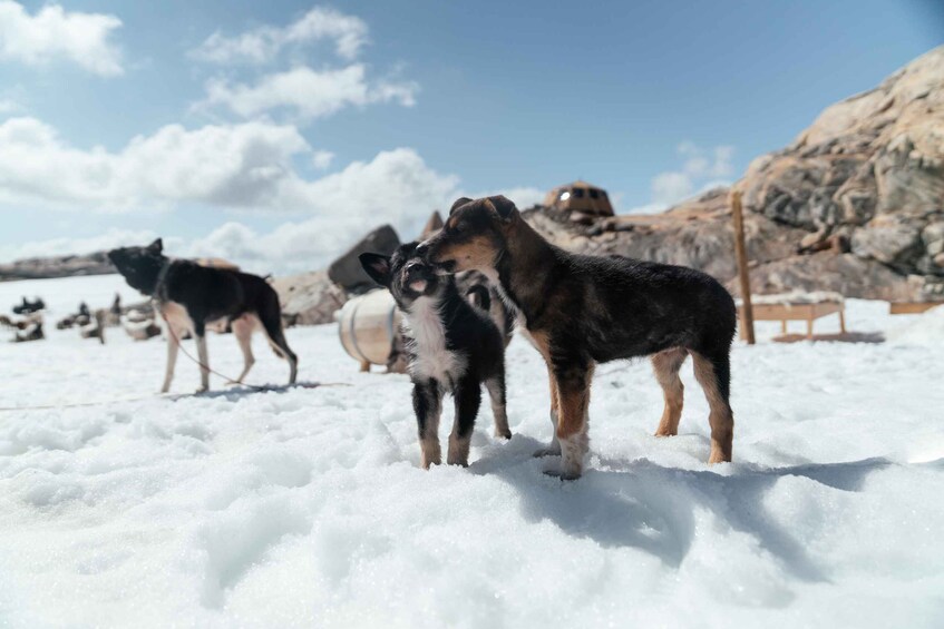 A snowy landscape with dogs and a rocky outcrop in the background. 4