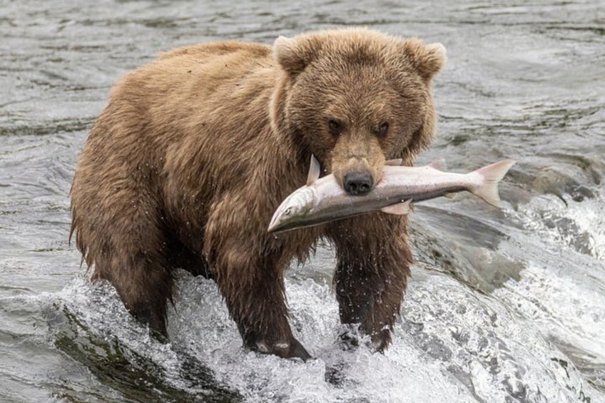 A bear holding a fish in a river. 1