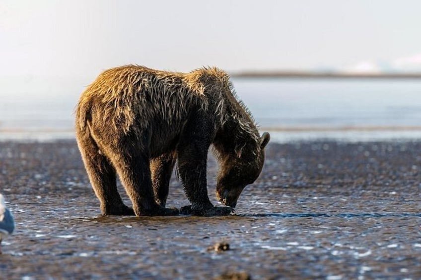 A bear standing in shallow water. 2