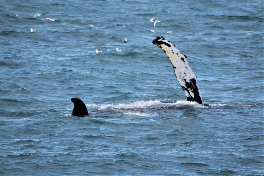 A seal with a distinctive black and white pattern swimming in the ocean, surrounded by seagulls. 4