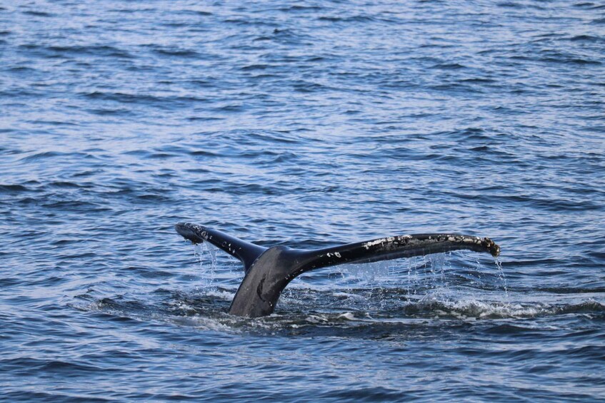 A whale's tail breaching the water's surface. 1