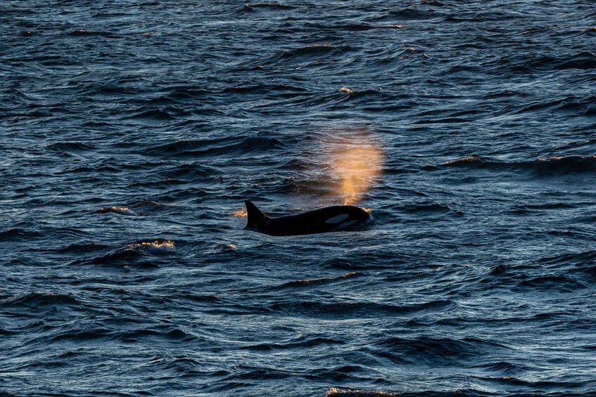 A whale swimming in the ocean. 2