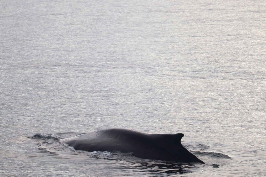 A whale breaching the water's surface. 3