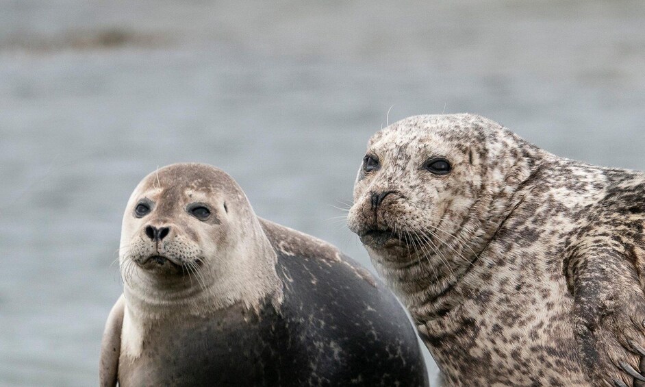 Two seals by a body of water. 1