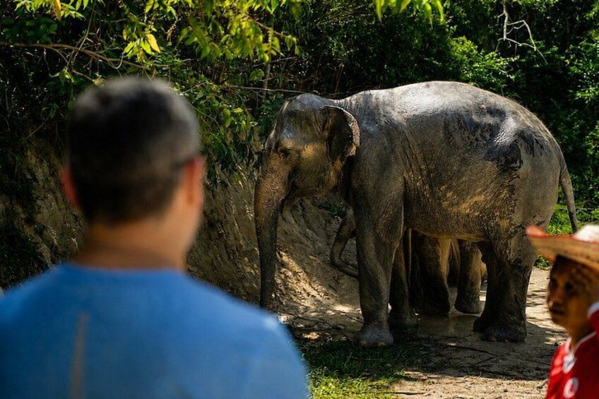Een olifant staat op een onverharde pad, met een persoon in een blauw shirt op de voorgrond. 3