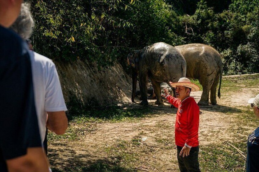 Phuket Ethical Elephant Experience in Patong 3