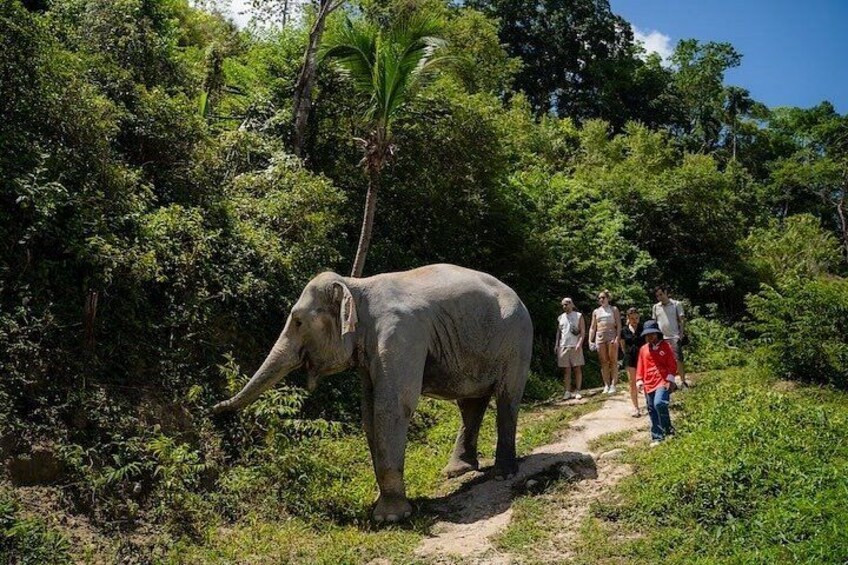 Een olifant loopt over een zandpad, omringd door weelderige groene begroeiing. 1