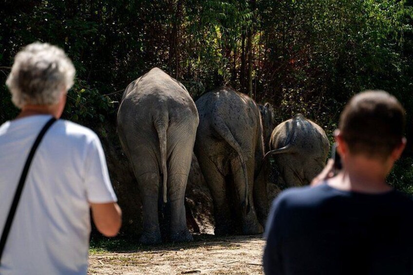 Phuket Ethical Elephant Experience in Patong 2