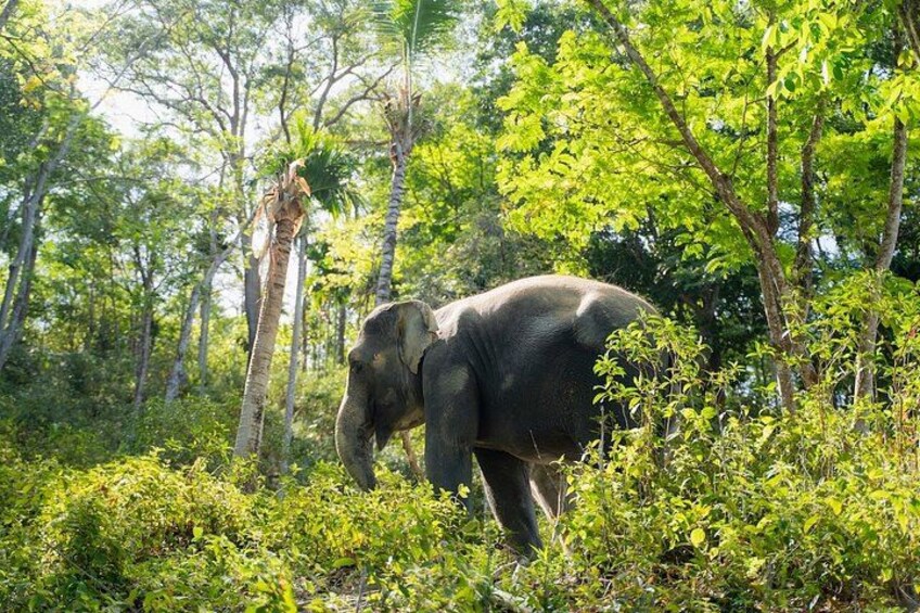 Een olifant in een dicht bos met hoge bomen en struikgewas. 4