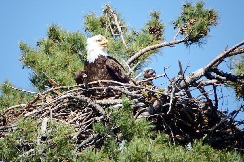 Ein Baldadler sitzt auf einem Nest inmitten von Kiefern. 4