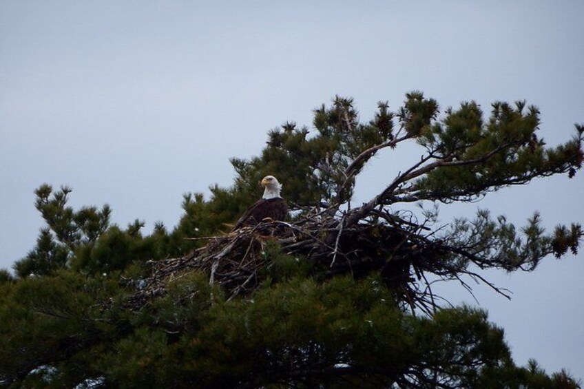 An eagle perched atop a nest in a pine tree. 5