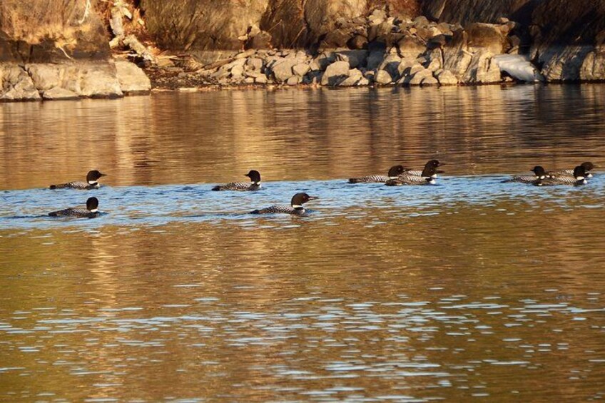 A group of ducks swimming in a river with a rocky shoreline in the background. 4