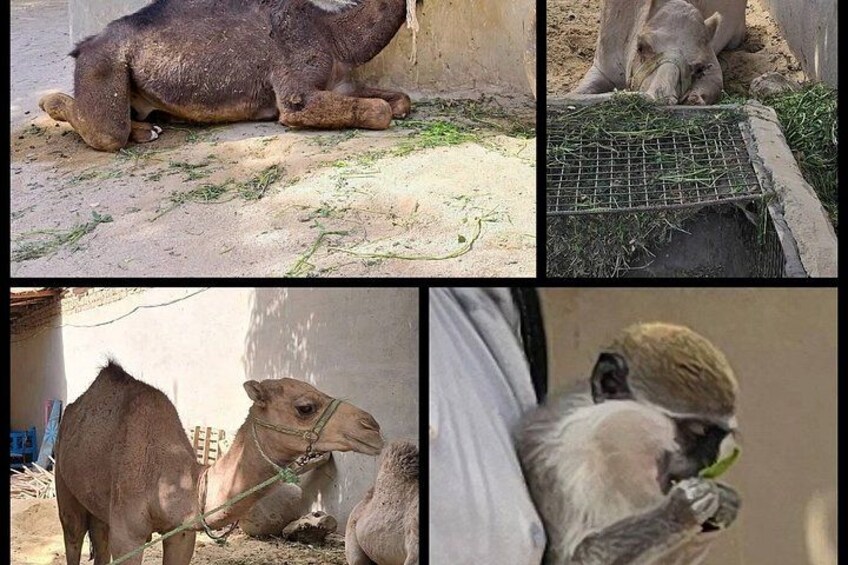 A camel resting, a camel eating, and a camel being led by a person. 4