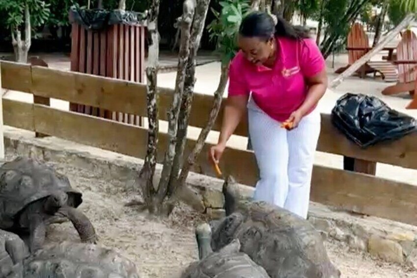 Una persona con una camisa rosa cuidando un árbol en una zona arenosa, con bancos y un bote de basura al fondo. 1