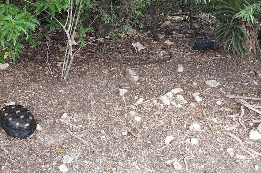 Terreno pedregoso con restos dispersos y un objeto negro en el suelo. 5
