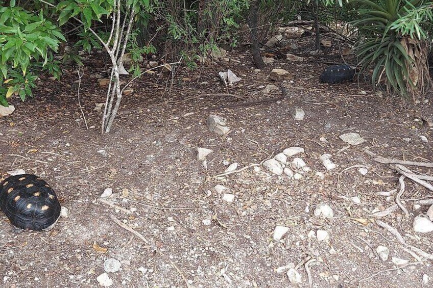 Laviscount Island, Giant Tortoises and Long Bay Beach 5